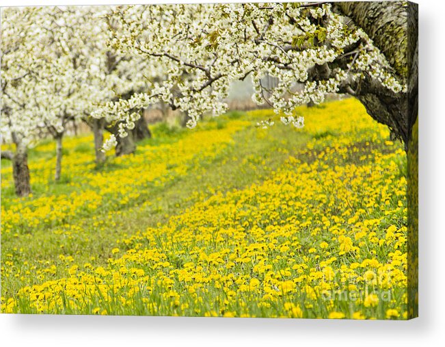 Blossoms Acrylic Print featuring the photograph The Orchard Path by Marilyn Cornwell