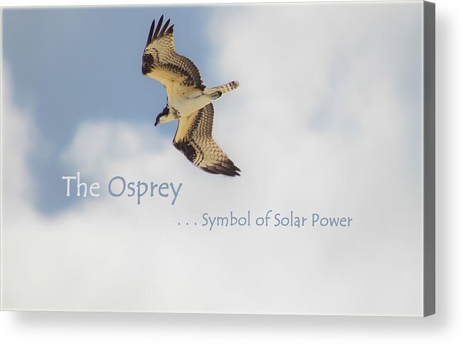 Osprey Acrylic Print featuring the photograph The Osprey by DigiArt Diaries by Vicky B Fuller