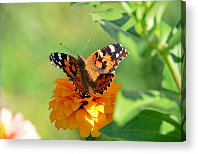 Zinnia Acrylic Print featuring the photograph The Painted Lady and the Zinnia by David Earl Johnson