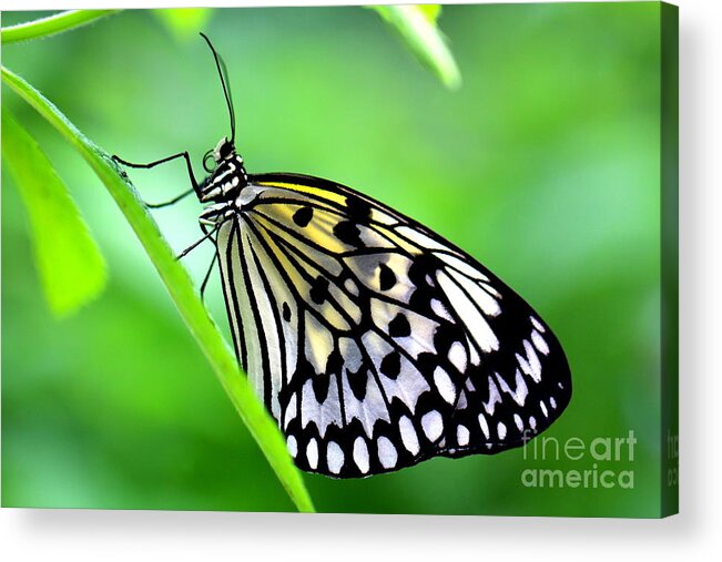 Butterfly Acrylic Print featuring the photograph The Paper Kite or Rice Paper or Large Tree Nymph butterfly also known as Idea leuconoe by Amanda Mohler