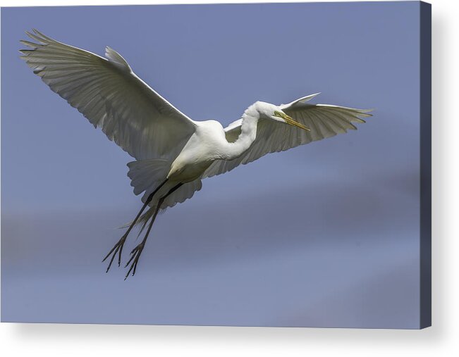 Great Egret Acrylic Print featuring the photograph The Perfect Pose by Thomas Young
