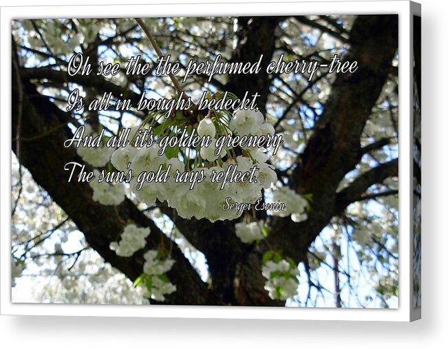 Cherry Trees Acrylic Print featuring the photograph The Perfumed Cherry Tree 2 by Joan-Violet Stretch