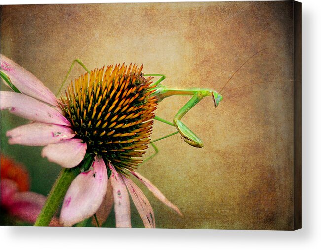 Nature Acrylic Print featuring the photograph The Praying Mantis by Trina Ansel