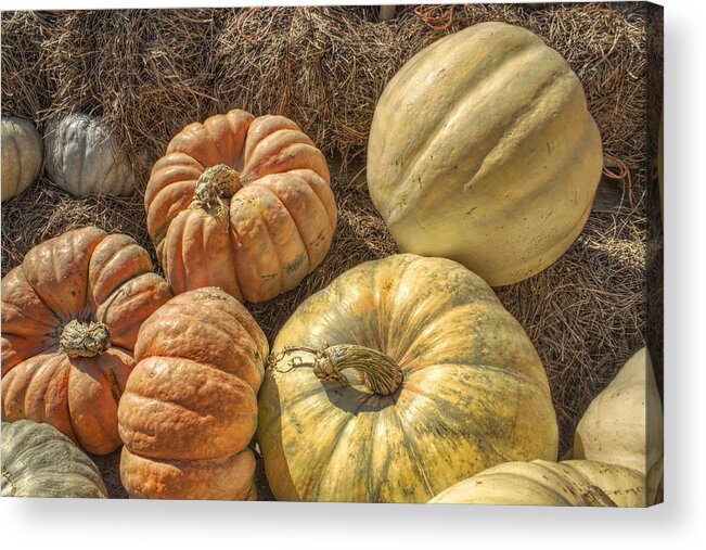 Pumpkin Acrylic Print featuring the photograph The Pumpkins of Autumn by Jason Politte