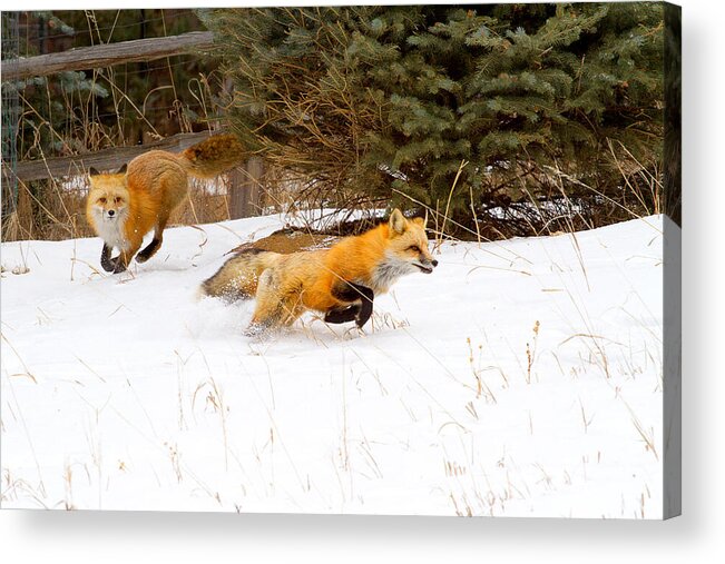 Red Fox Photograph; Red Fox Chase Photograph; Red Fox Chase Canvas Print Acrylic Print featuring the photograph The Race is On by Jim Garrison