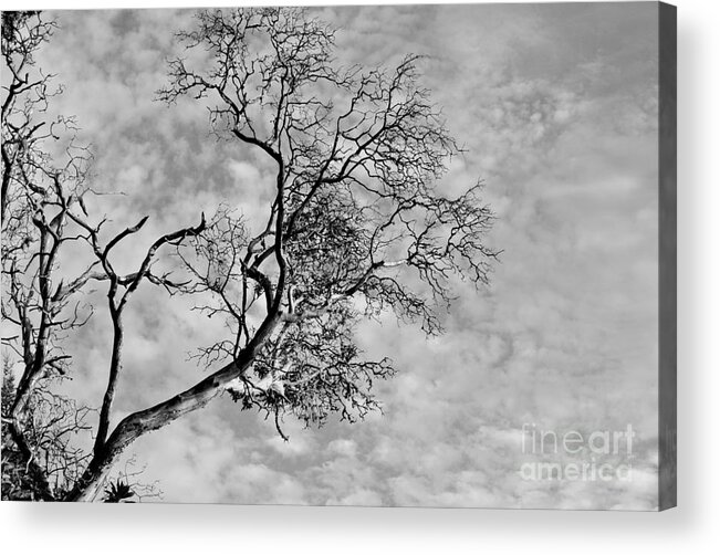  Acrylic Print featuring the photograph The Reach by Sharron Cuthbertson