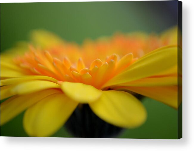 Flower Acrylic Print featuring the photograph The Right Path by Melanie Moraga