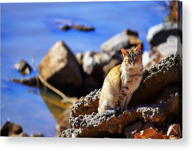 Cat Acrylic Print featuring the photograph The River Life 1 of 3 by Jason Politte