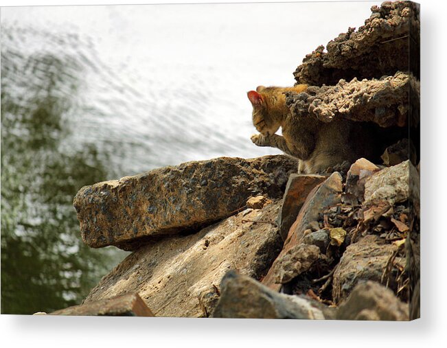 Cat Acrylic Print featuring the photograph The River Life 3 of 3 by Jason Politte