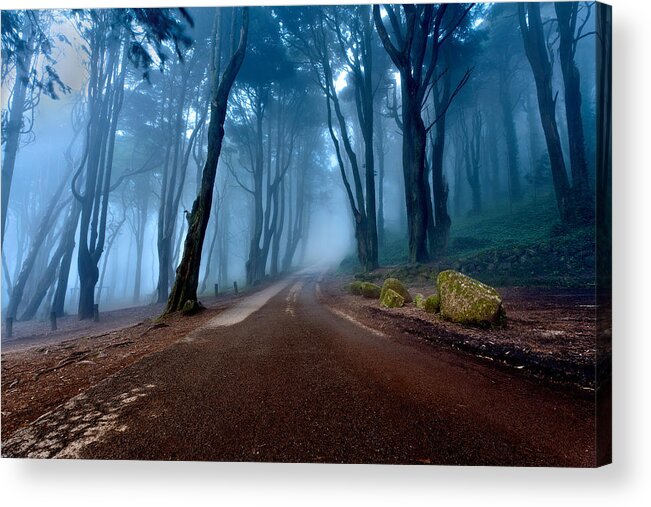 Forest Acrylic Print featuring the photograph The road of kings by Jorge Maia