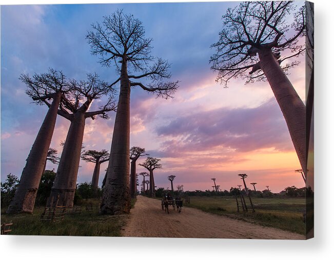 Dawn Acrylic Print featuring the photograph The Road to Morondava by Alex Lapidus