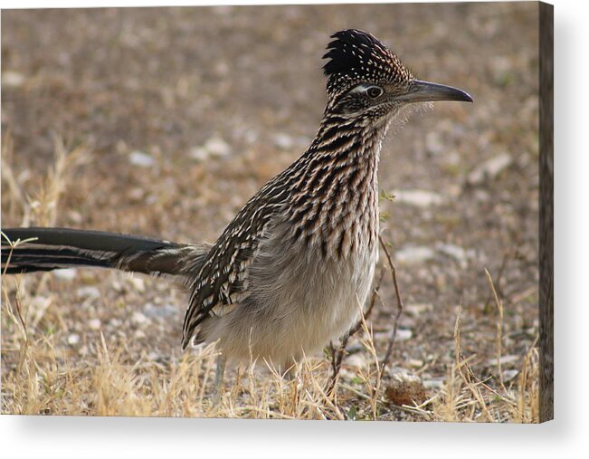  Acrylic Print featuring the photograph The Roadrunner by Gayle Berry