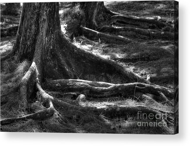 Tree Acrylic Print featuring the photograph The Roots by Sophie Vigneault
