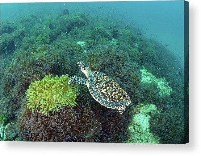 Underwater Acrylic Print featuring the photograph The Sea Turtle On Anemone Field by Kampee Patisena