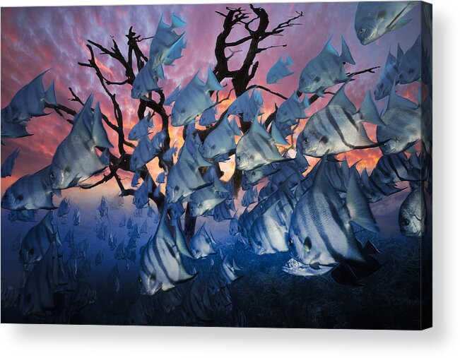 Fish Acrylic Print featuring the photograph The Secret Reef by Debra and Dave Vanderlaan