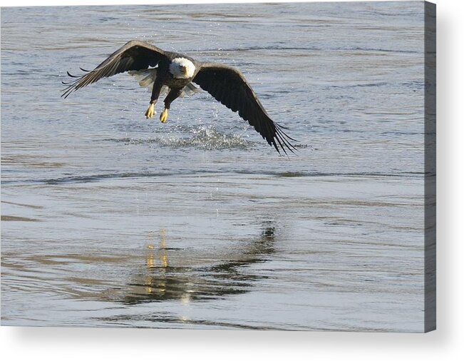Eagle Acrylic Print featuring the photograph The Shadow by Harold Piskiel