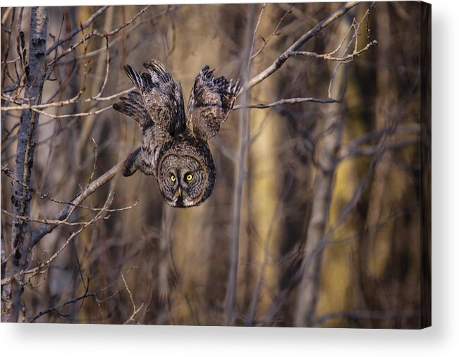 Owl Acrylic Print featuring the photograph The Silent Hunter by Gary Hall