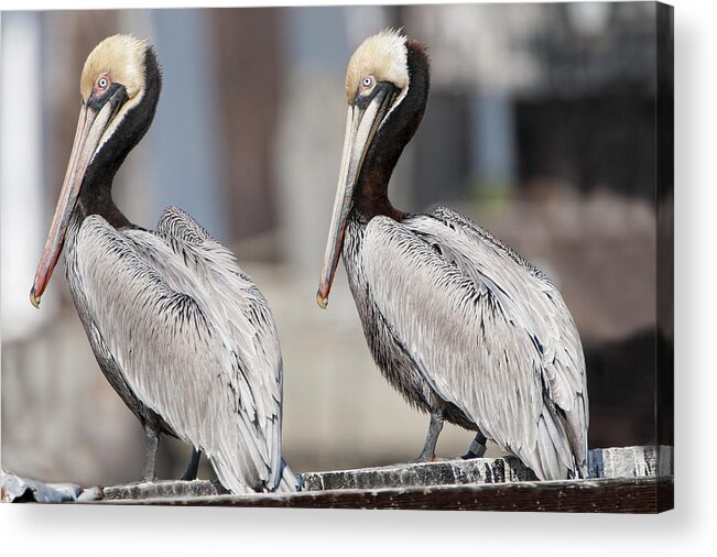 Brown Pelicans Acrylic Print featuring the photograph The Spitting Image of Each Other by Bonnie Barry