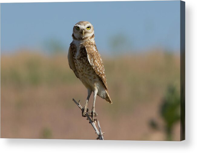Owl Acrylic Print featuring the photograph The Stare of a Burrowing Owl by Tony Hake