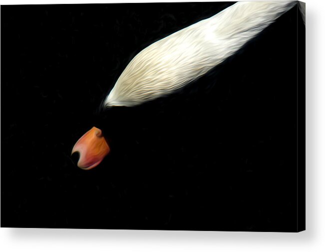 Swan Acrylic Print featuring the photograph The Swan Under water by Terry Cosgrave
