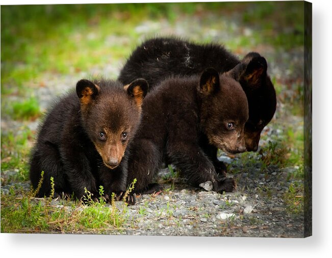 Summer Acrylic Print featuring the photograph The Three Bears by Joye Ardyn Durham