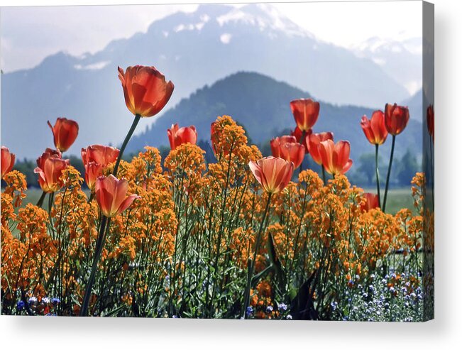Kg Acrylic Print featuring the photograph The Tulips in Bloom by KG Thienemann