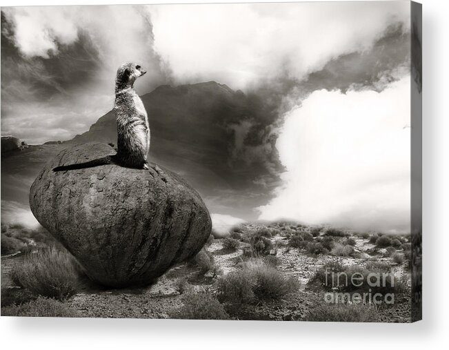 Squirrel Acrylic Print featuring the photograph The View by Christine Sponchia
