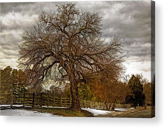 Tree Acrylic Print featuring the photograph The Welcome Tree by Jerry Gammon