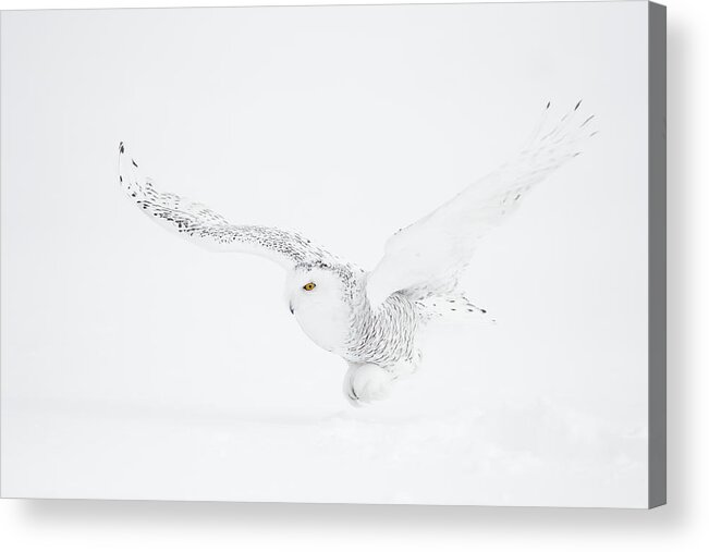 White Acrylic Print featuring the photograph The White Ghost Is Coming by Marco Pozzi