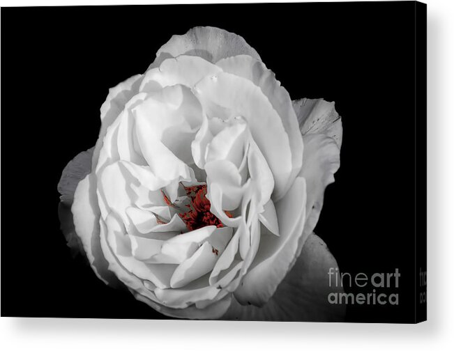 Art Acrylic Print featuring the photograph The White Rose by Ken Johnson