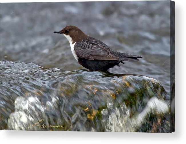 The White-throated Dipper Acrylic Print featuring the photograph The White-throated Dipper by Torbjorn Swenelius