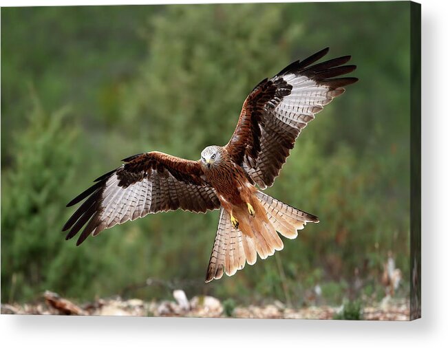 Kite Acrylic Print featuring the photograph The Wings Of The Red Kite by Nicol??s Merino