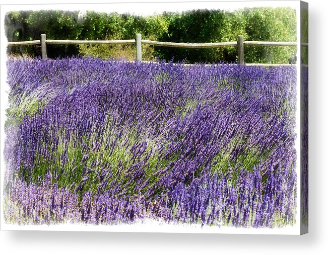 Lavender Acrylic Print featuring the photograph There's Flowers for You Too by Ryan Weddle