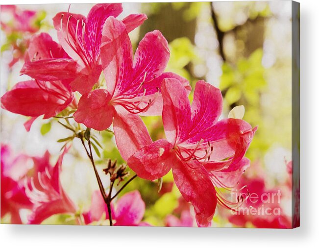 Brookside Gardens Acrylic Print featuring the photograph Think Spring by Chris Scroggins
