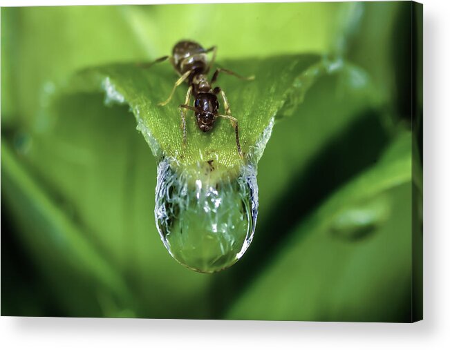 Ant Acrylic Print featuring the photograph Thirst by Rick Bartrand