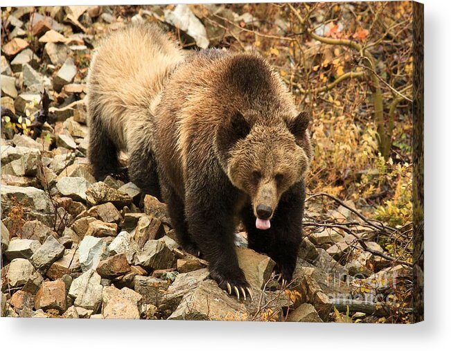 Grizzly Bear Acrylic Print featuring the photograph Thirsty by Adam Jewell