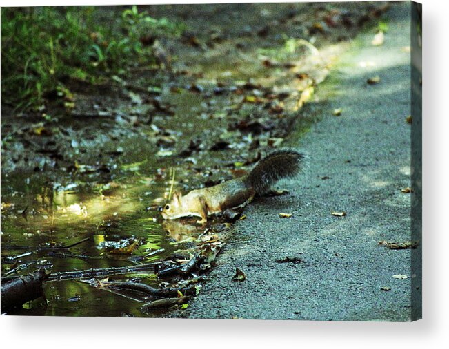 Wildlife Squirrel Acrylic Print featuring the photograph Thirsty Squirrel by Lorna Rose Marie Mills DBA Lorna Rogers Photography