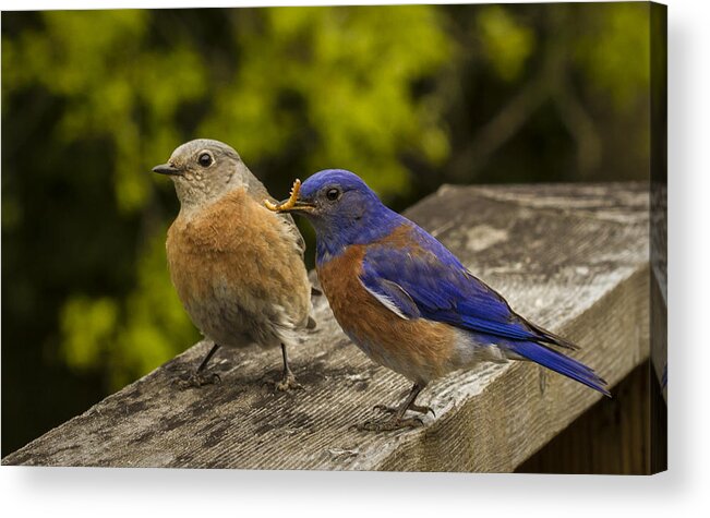 Animals Acrylic Print featuring the photograph This is for you by Jean Noren