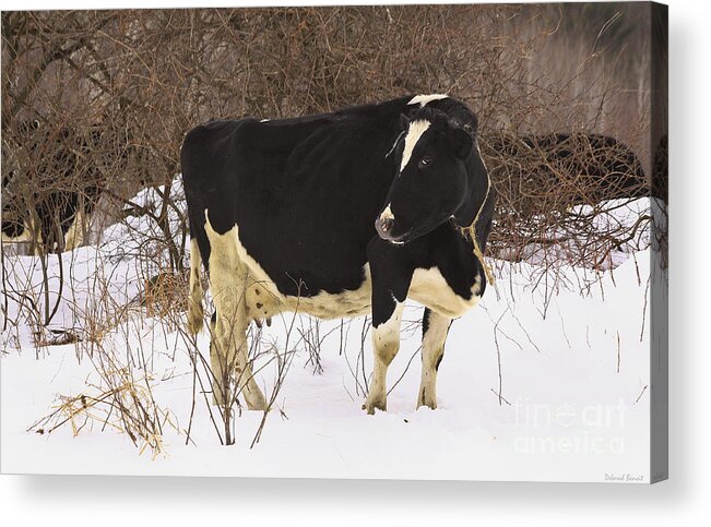 Winter Acrylic Print featuring the photograph This Is My Good Side by Deborah Benoit