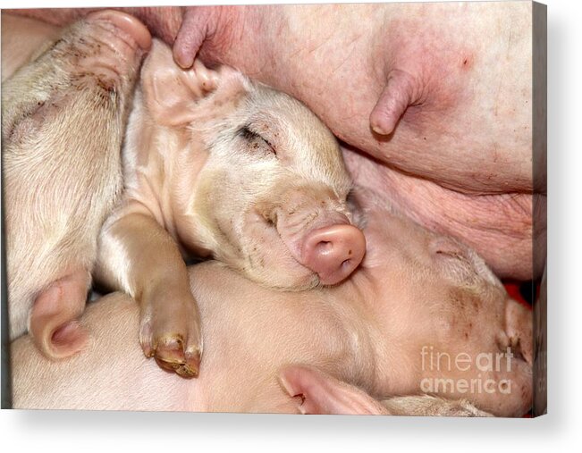 Pig Acrylic Print featuring the photograph This Little Piggy by Rick Rauzi
