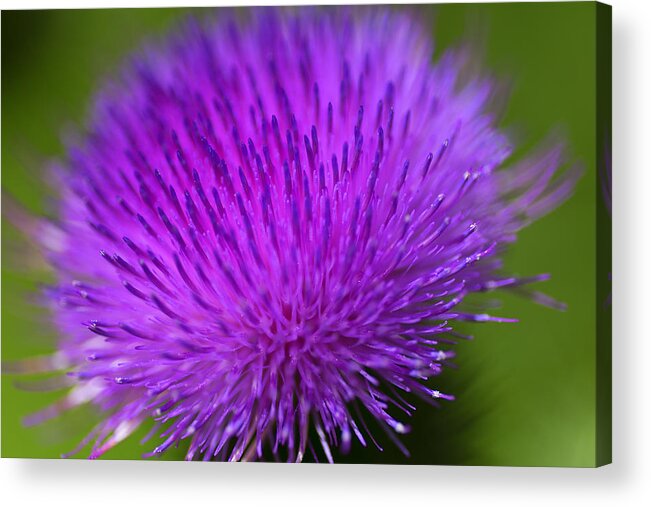 Thistle Flower Acrylic Print featuring the photograph Thistle Flower by Nancy Dunivin
