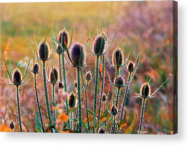 Thistles Acrylic Print featuring the photograph Thistles With Sunset Light by Mikel Martinez de Osaba