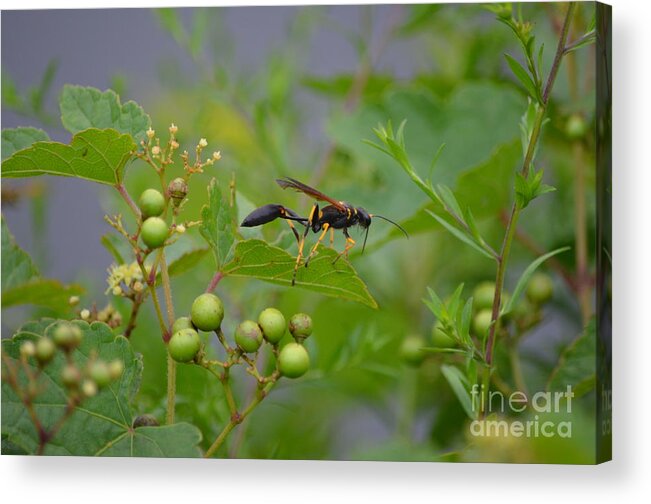 Insect Acrylic Print featuring the photograph Thread-waist Wasp by James Petersen