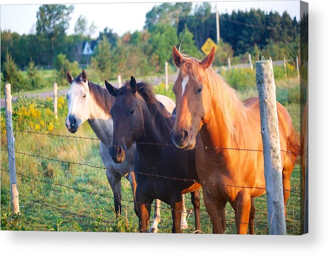 Pei Acrylic Print featuring the photograph Three Amigos by Allan Morrison