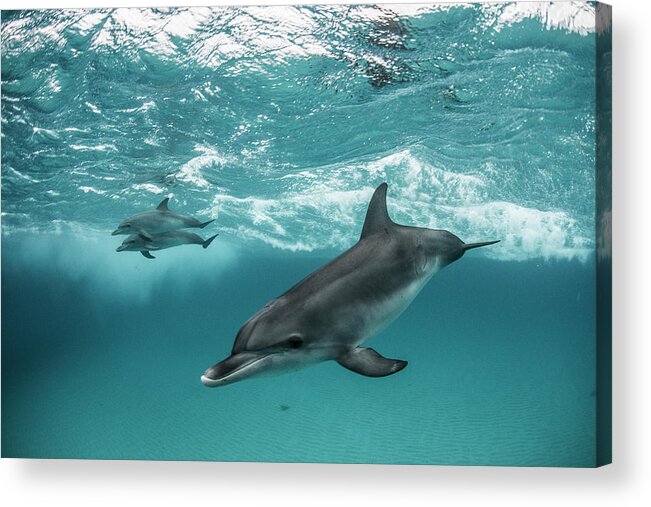 Tranquility Acrylic Print featuring the photograph Three Atlantic Spotted Dolphins by Rodrigo Friscione