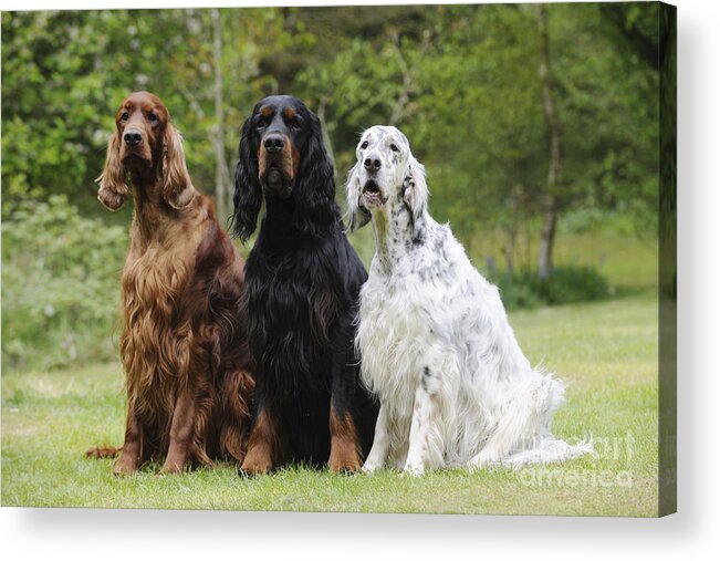 Dog Acrylic Print featuring the photograph Three Different Setters by John Daniels