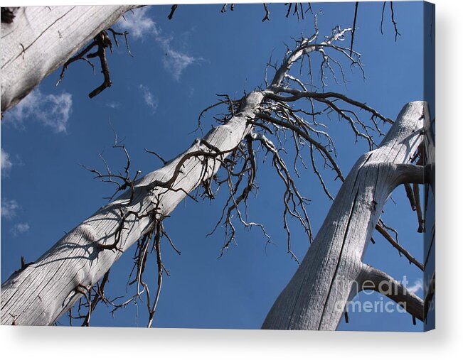 Dead Tree Acrylic Print featuring the photograph Three Gray Trees by Robin Pedrero