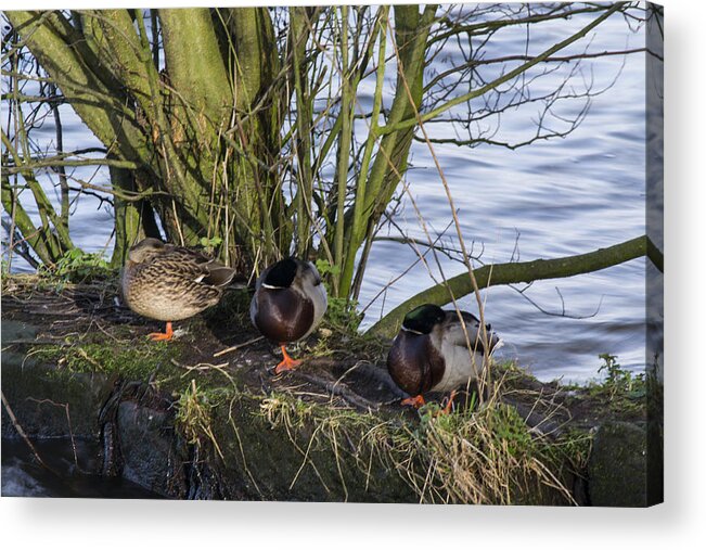  Duck Acrylic Print featuring the photograph Three In A Row by Spikey Mouse Photography