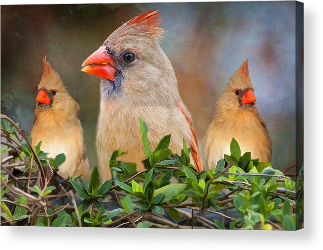 Redbirds Acrylic Print featuring the photograph Three little ladies by Bonnie Barry