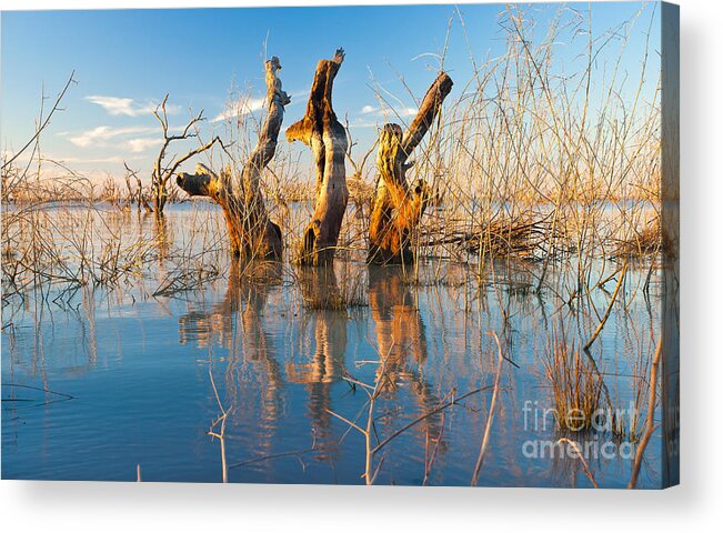 Dead Trees Submerged Fresh Water Lake Pamamaroo Menindee Outback Australia Reflections   Acrylic Print featuring the photograph Three Sisters by Bill Robinson